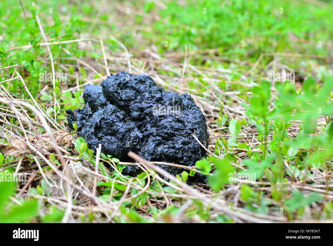 Wilde Bären Poop Stockfoto