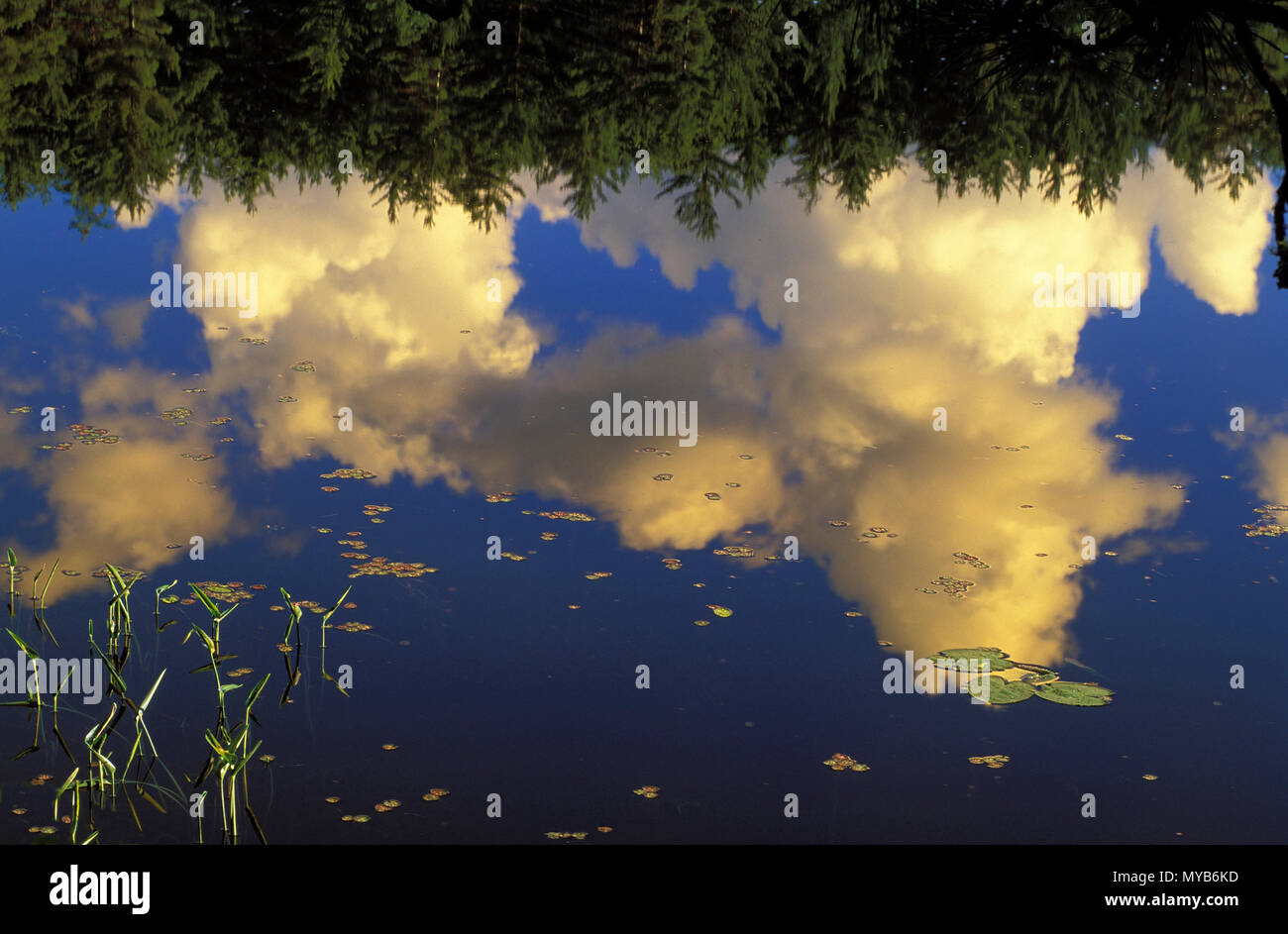 Malerische Szene mit Wolken in einem See mit Wasserlilien wider, Algonquin National Park, Ontario, Kanada Stockfoto
