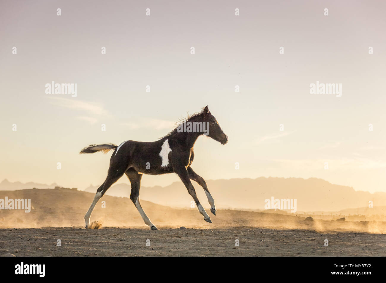 Pinto, Paint Horse. Stutfohlen - Fohlen bei Sonnenuntergang, galoppieren in der Wüste. Ägypten Stockfoto