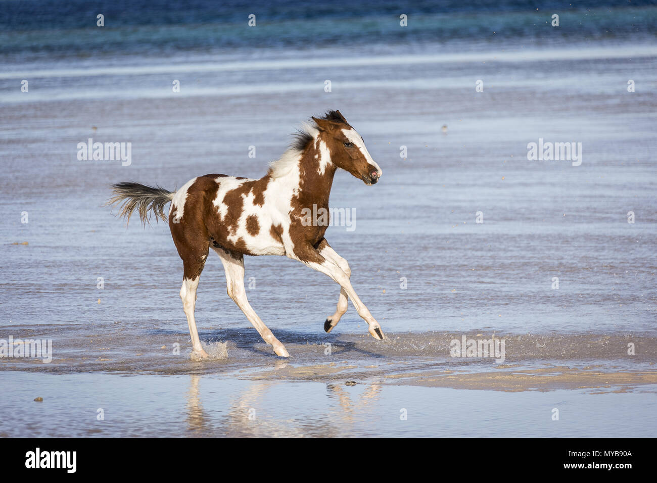 Pinto. Fohlen galoppieren im flachen Wasser. Ägypten. Stockfoto