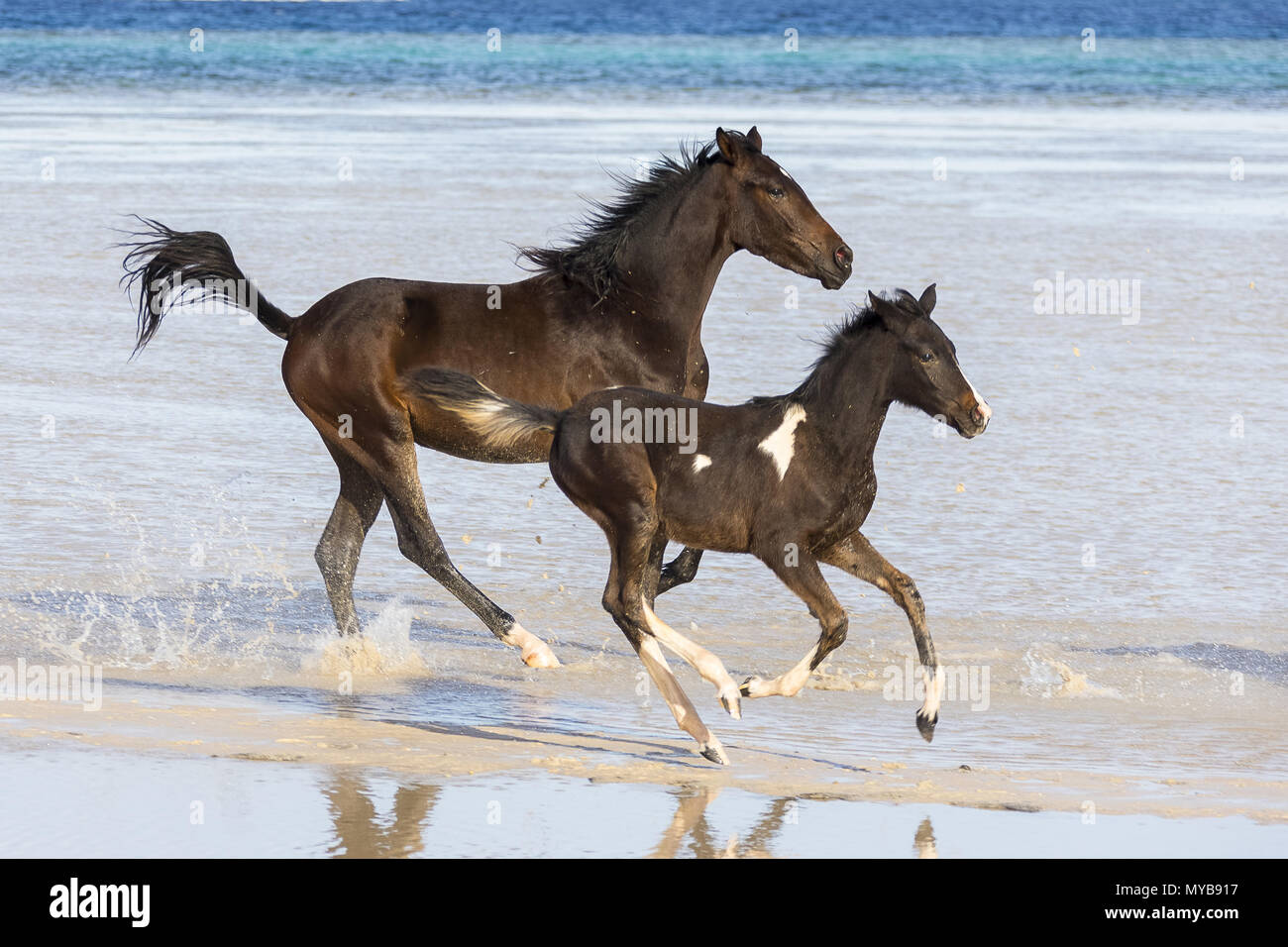 Barb Pferd. Bay Horse und Pinto Fohlen im flachen Wasser galoppieren. Ägypten. Stockfoto