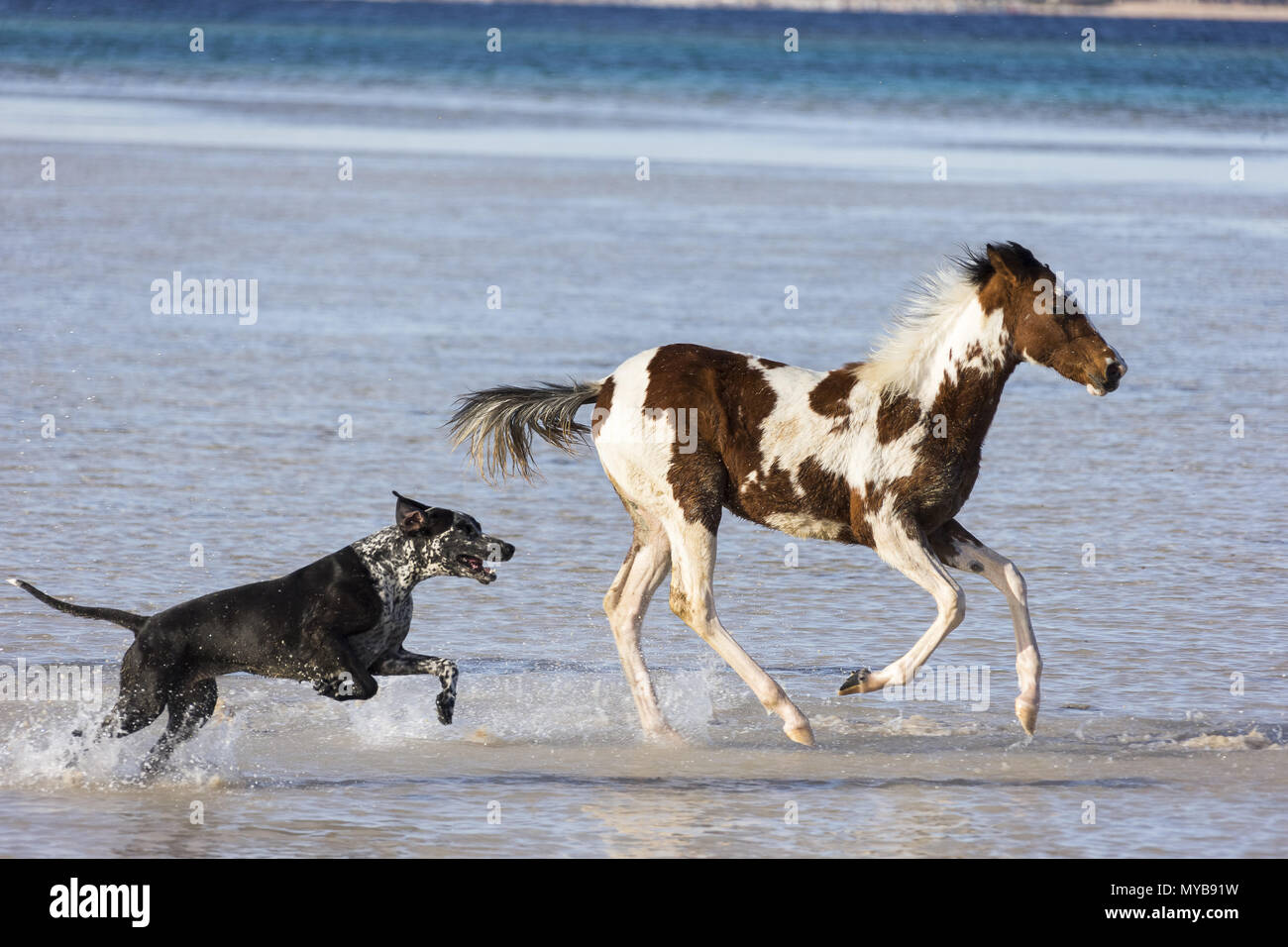 Pinto. Fohlen galoppieren im flachen Wasser, gefolgt von einem Hund. Ägypten. Stockfoto