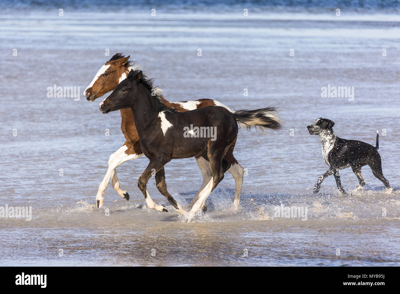 Pinto. Zwei Pinto galoppieren im flachen Wasser, gefolgt von einem Hund. Ägypten. Stockfoto