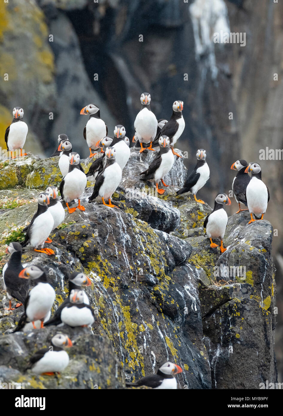 Puffins auf der Isle Mai National Nature Reserve, Erhabene, Schottland, Großbritannien Stockfoto