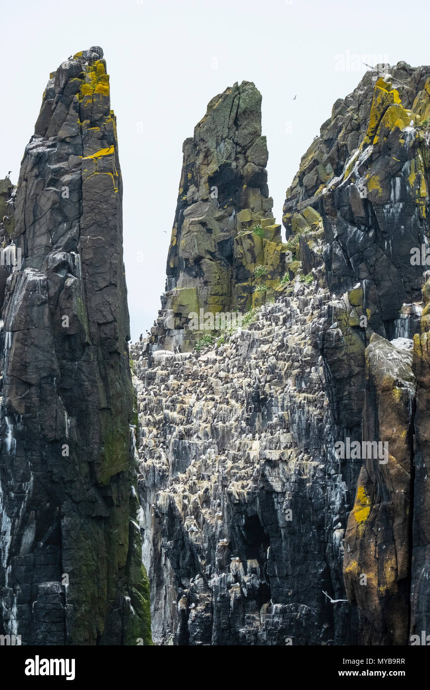 Sea Stacks mit nistenden Vögel am Pilgrim's Haven auf der Insel kann National Nature Reserve, Erhabene, Schottland, Großbritannien Stockfoto