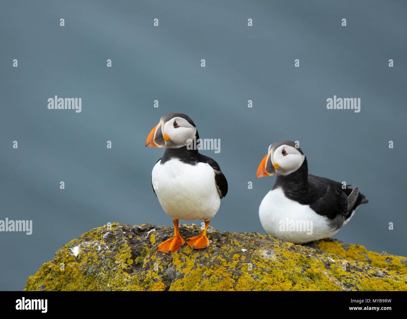 Puffins auf der Isle Mai National Nature Reserve, Erhabene, Schottland, Großbritannien Stockfoto