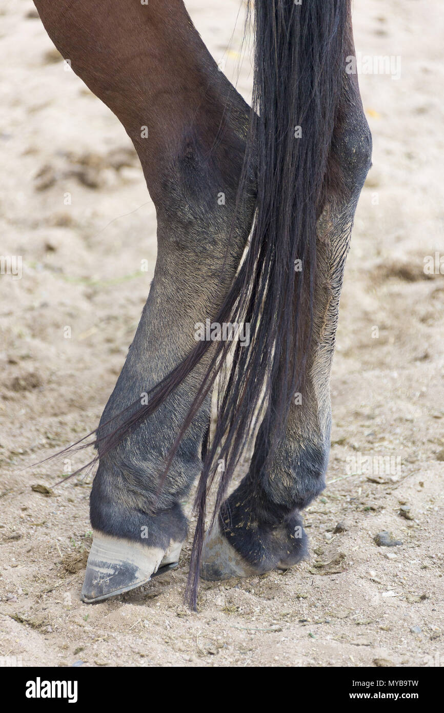 Barb Pferd entlasten ihren dicken Bein. Ägypten Stockfoto