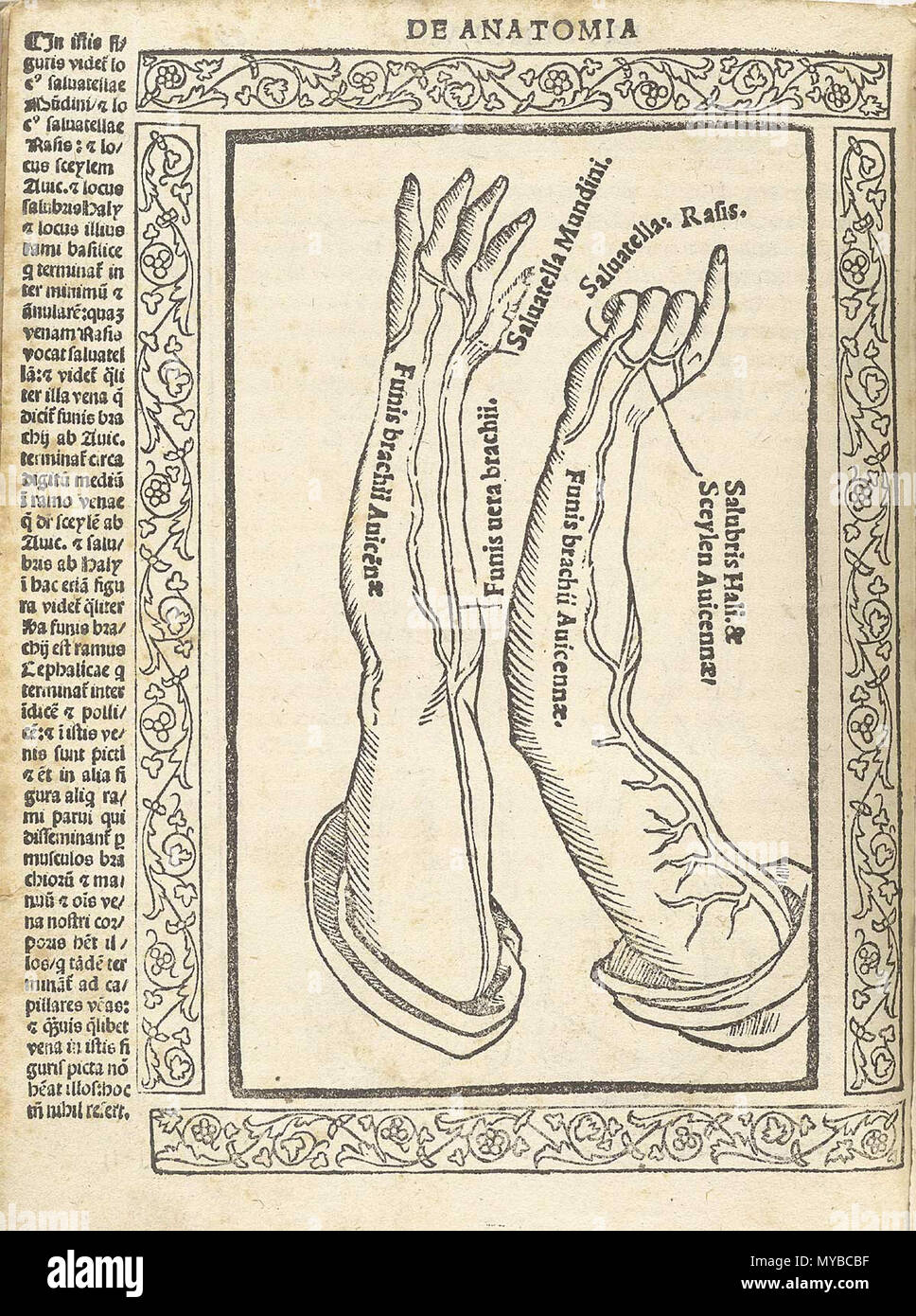 . Englisch: Jacopo Berengario da Carpi,. Isagogae uberrimae perlucidae breues, AC, in anatomiam Humani Corporis eine communi Academia medicorum usitatam. (Bologna: Beneditcus Hector, 1523). Jacopo Berengario da Carpi, auch als Jacobus Berengar Carpensis, Jacopo Barigazzi, oder einfach die Carpus bekannt, wurde in Carpi, Modena, ca. 1460 geboren, der Sohn eines Chirurgen. Während Junge, er war ein Schüler des festgestellt, Drucker und Herausgeber, Aldus Manutius. Er nahm an der medizinischen Schule in Bologna und später unterrichtete Chirurgie in Pavia, und von 1502 bis 1527 er an der Fakultät in Bologna war. Zu verschiedenen Zeiten lebte er in Ferr Stockfoto