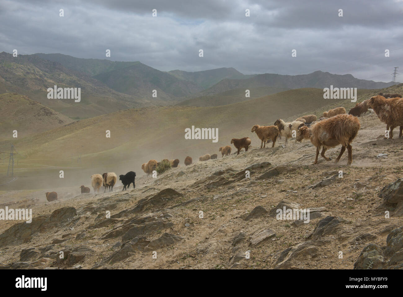 Schafe, Keketuohai, Xinjiang, China Stockfoto