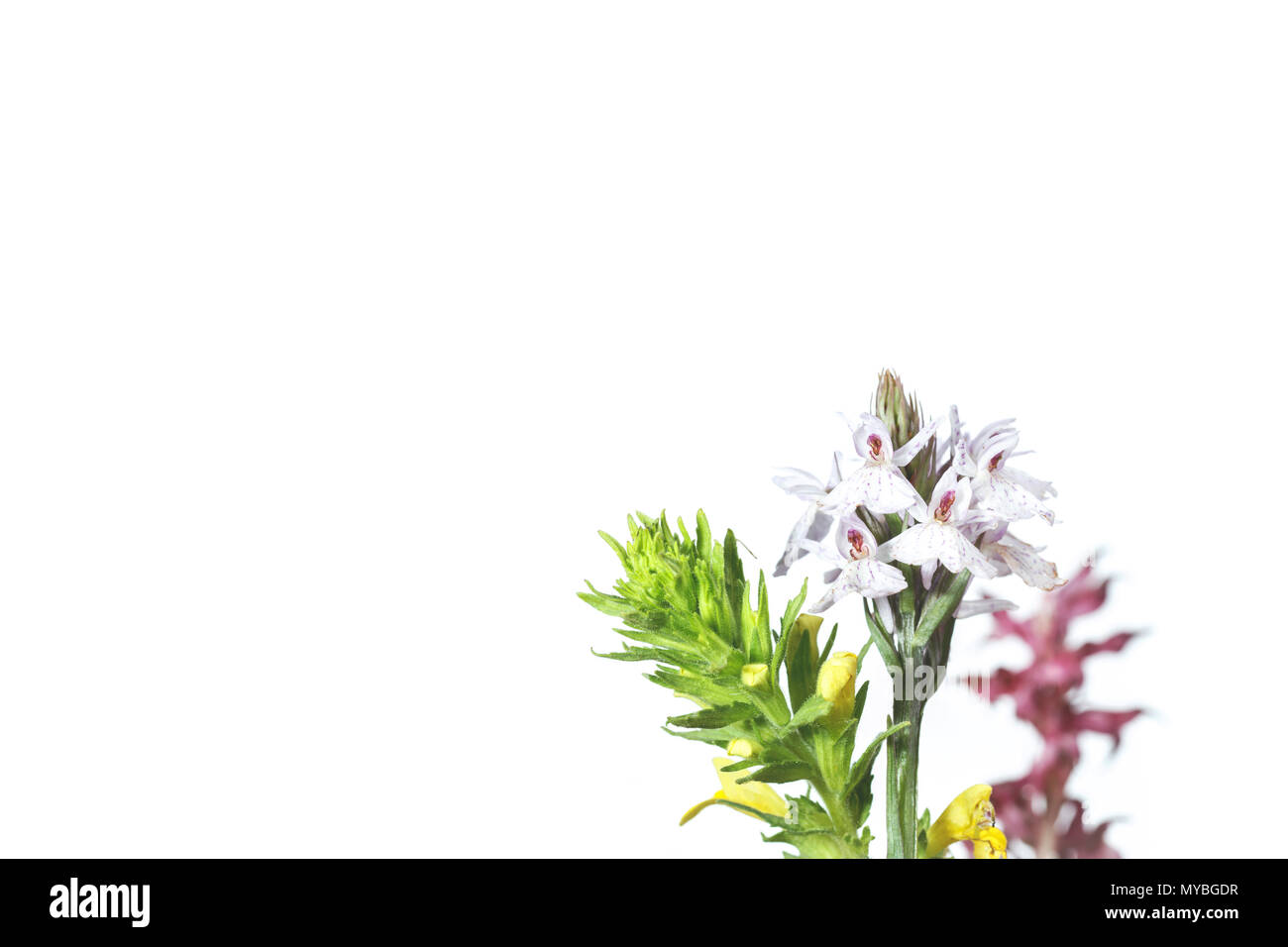 Orchidee Blume auf weiß Stockfoto