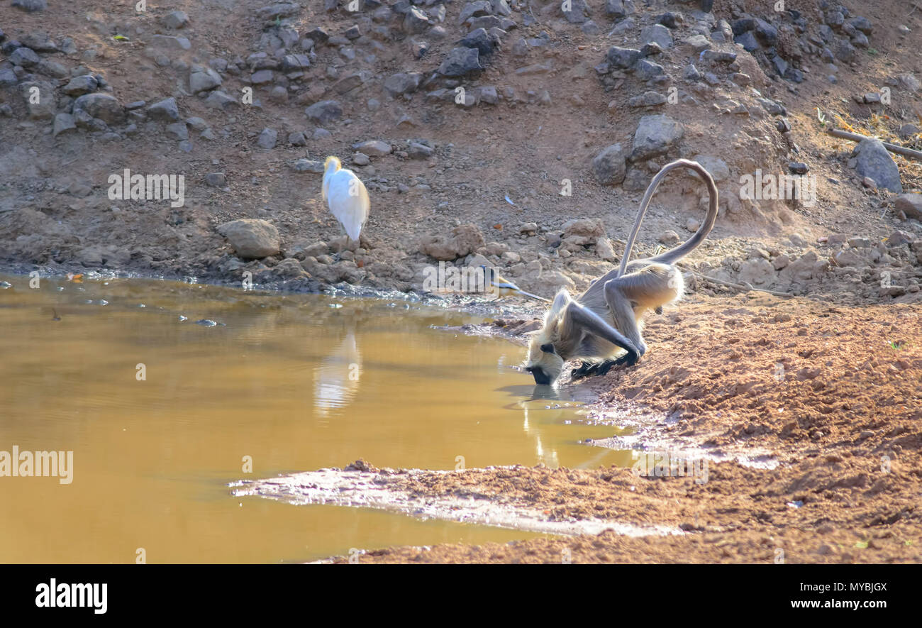 Ein einsamer Grauer Langoor Trinkwasser aus einem Gewässer im Wald, Kopie Raum Stockfoto