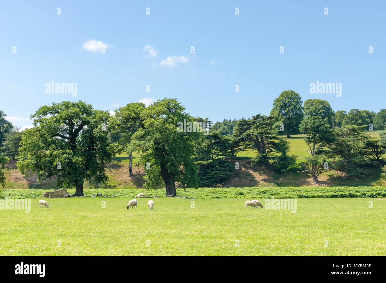 Schafe weiden in einem grünen Feld im Peak District, Derbyshire, England Stockfoto