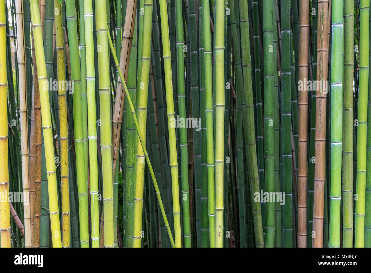 Bambus in verschiedenen Schattierungen von Grn und Braun wchst natrlich  in verschiedenen Winkeln statt parallele Linien Stockfotografie - Alamy