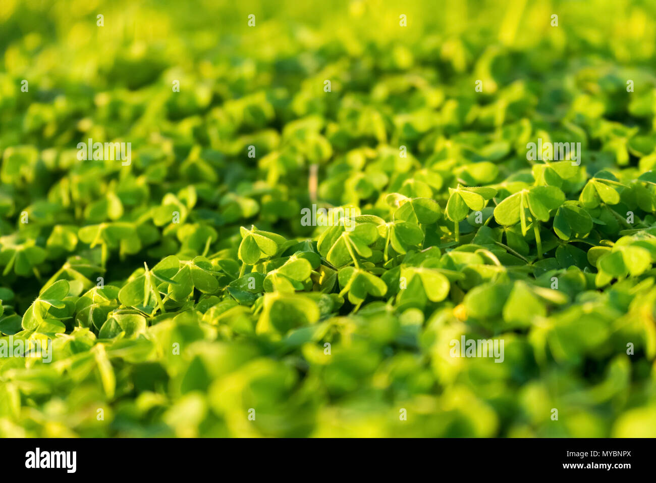 Nahaufnahme der kleeblätter an einem sonnigen Tag in weiches Licht mit nur der mittlere Teil ist im Fokus. Stockfoto