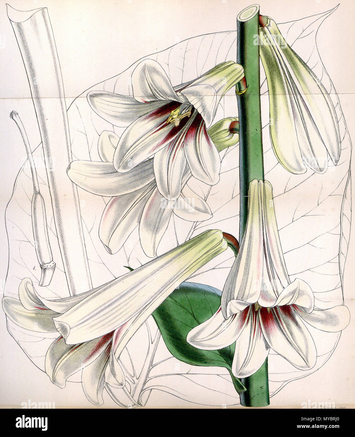 . Englisch: Cardiocrinum giganteum. 18. September 2011. Walter Hood Fitch (1817 - 1892) 97 Cardiocrinum giganteum CBM Stockfoto