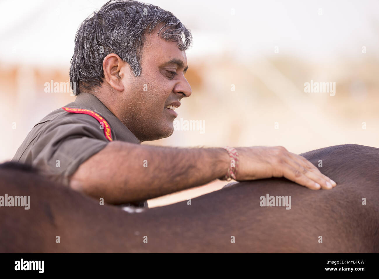 Marwari Pferd. Bay mare bei einer Massage. Indien Stockfoto