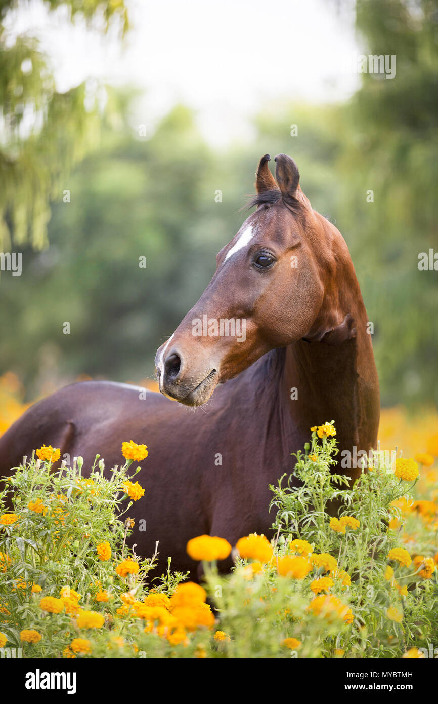 Marwari Pferd. Portrait von Bay stallion. Indien Stockfoto
