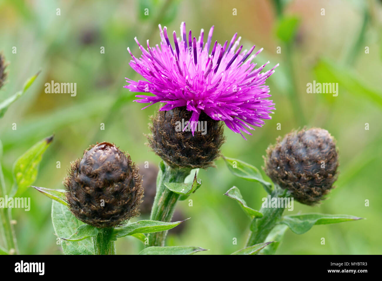 Weniger Flockenblume (centaurea nigra), auch als gemeinsame Flockenblume bekannt, der eine Einzelblüte mit Knospen zu schließen. Stockfoto