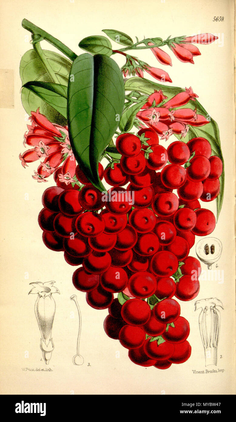 . Englisch: Cestrum elegans. 6 November 2012, 18:15:27. J.D.Hooker 104 Cestrum elegans Stockfoto