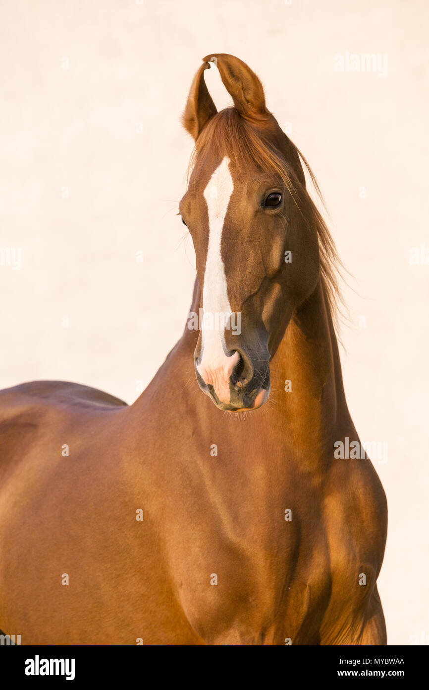 Marwari Pferd. Portrait von Chestnut Mare, vor einem weißen Hintergrund zu sehen. Indien Stockfoto