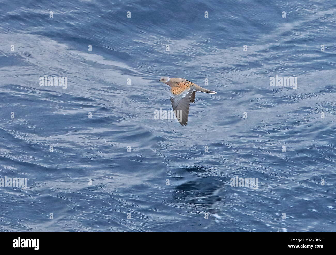 Europäische Turteltaube (Streptopelia turtur) Erwachsene im Flug über das Meer Atlantischen Ozean vor der Küste von Marokko kann Stockfoto