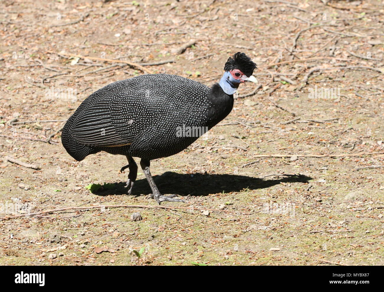 Afrikanische Crested guineafowl (Guttera pucherani) Stockfoto