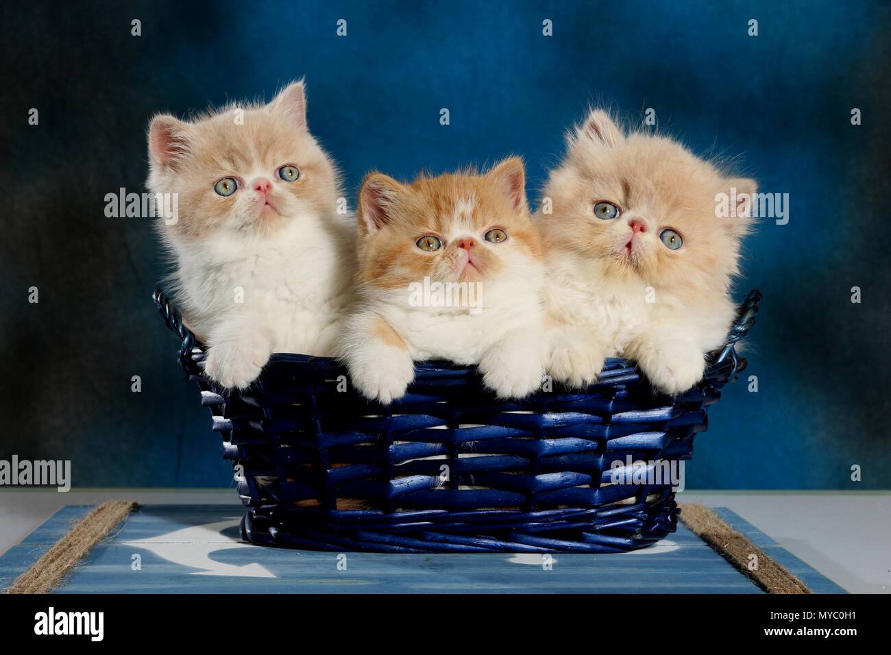 2 Exotic Shorthair Kitten und 1 Perser Kitten in einem blauen Korb sitzen Stockfoto