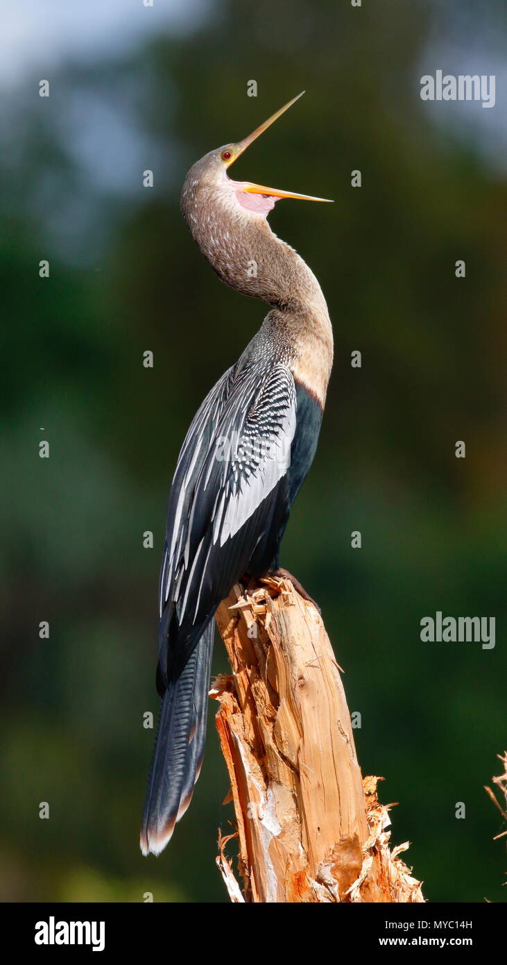 Eine Anhinga anhinga Anhinga,, vocalizes in seiner territorialen Begrenzung. Stockfoto