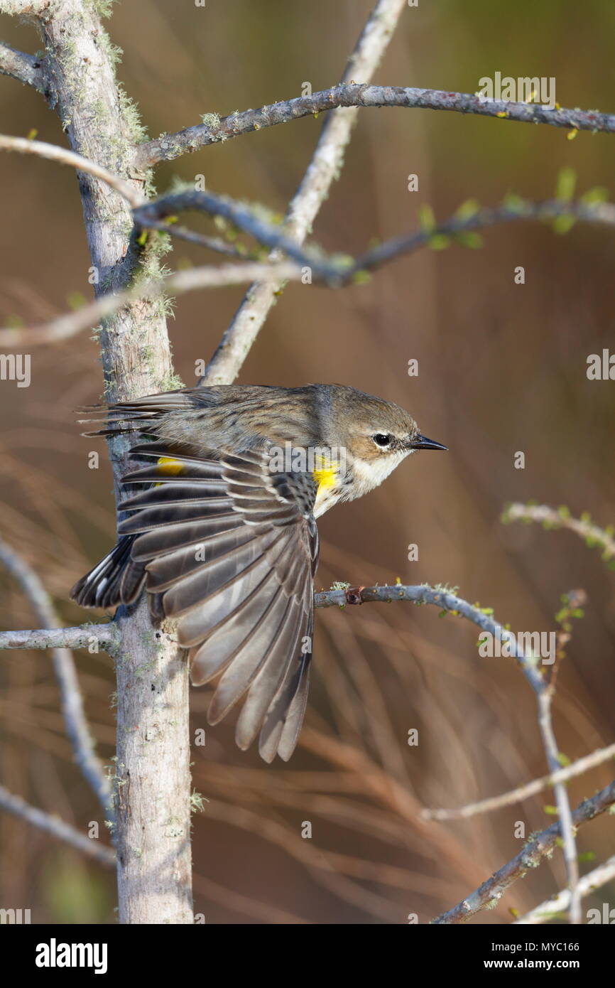 Eine gelb-rumped Warbler, Setophaga coronata, Futterpflanzen für Insekten. Stockfoto