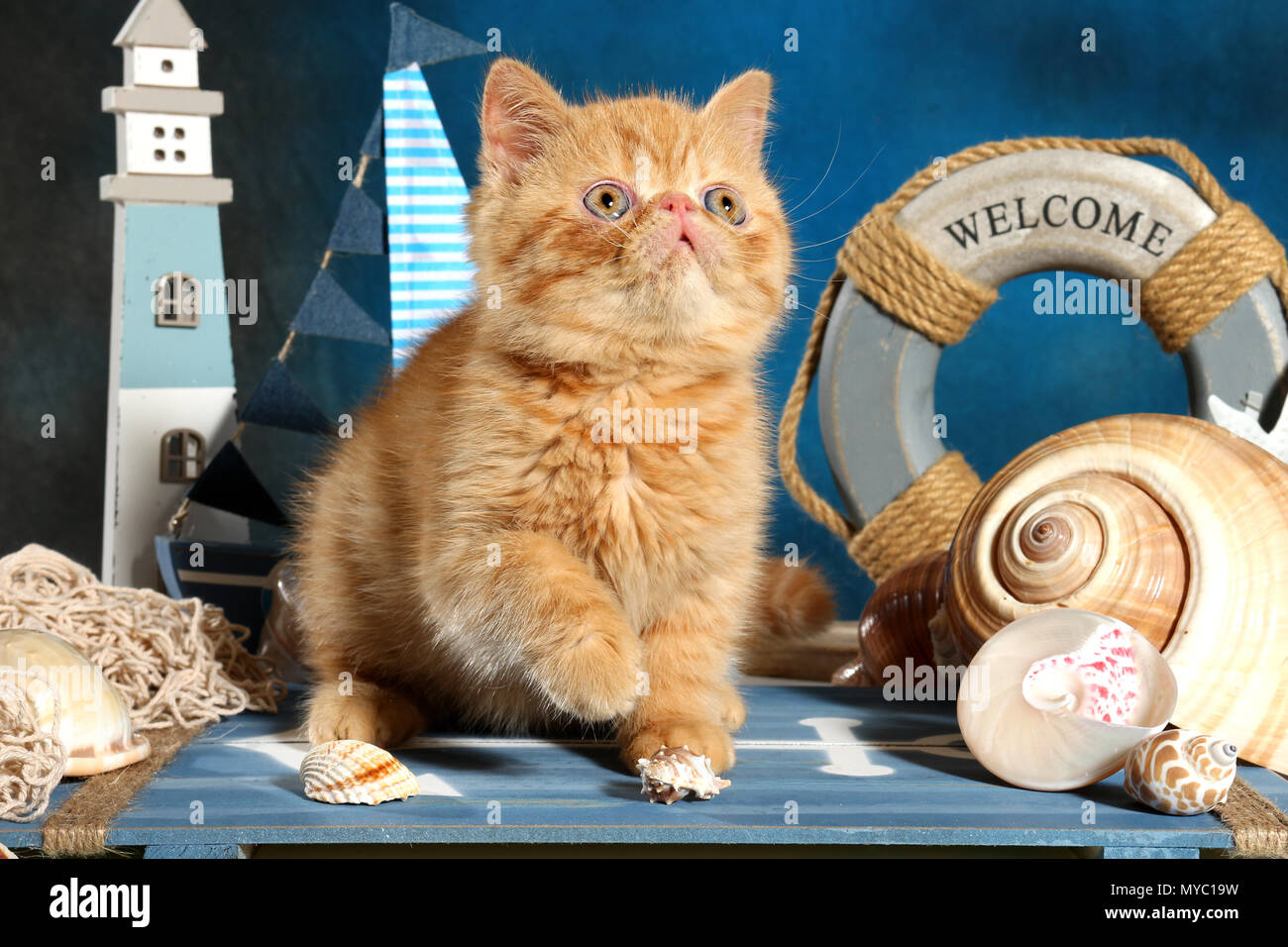 Exotic Shorthair kitten, Ingwer, saß zwischen nautic Dekoration Stockfoto
