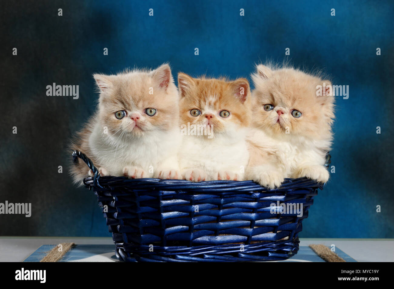 2 Exotic Shorthair Kitten und 1 Perser Kitten in einem blauen Korb sitzen Stockfoto