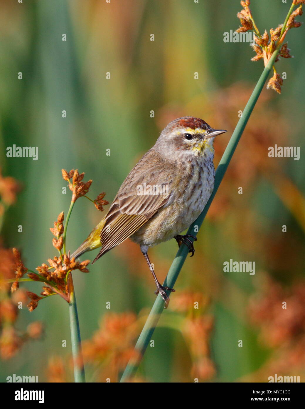 Ein wintering palm Warbler, Setophaga palmarum, Sitzstangen auf Gras. Stockfoto