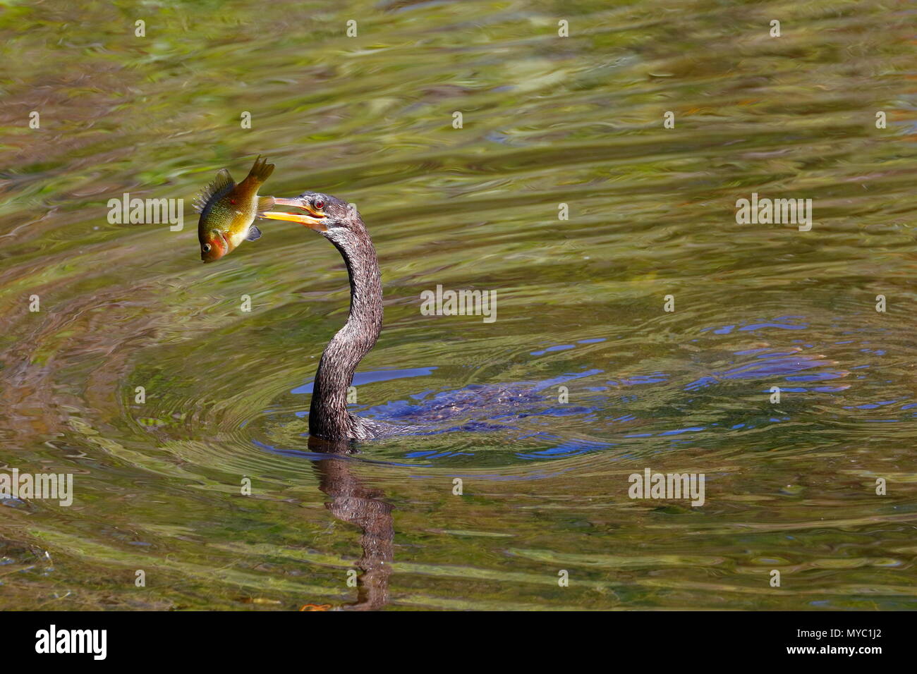 Eine Anhinga Anhinga anhinga, Snares, ein blue Gill Fisch. Stockfoto