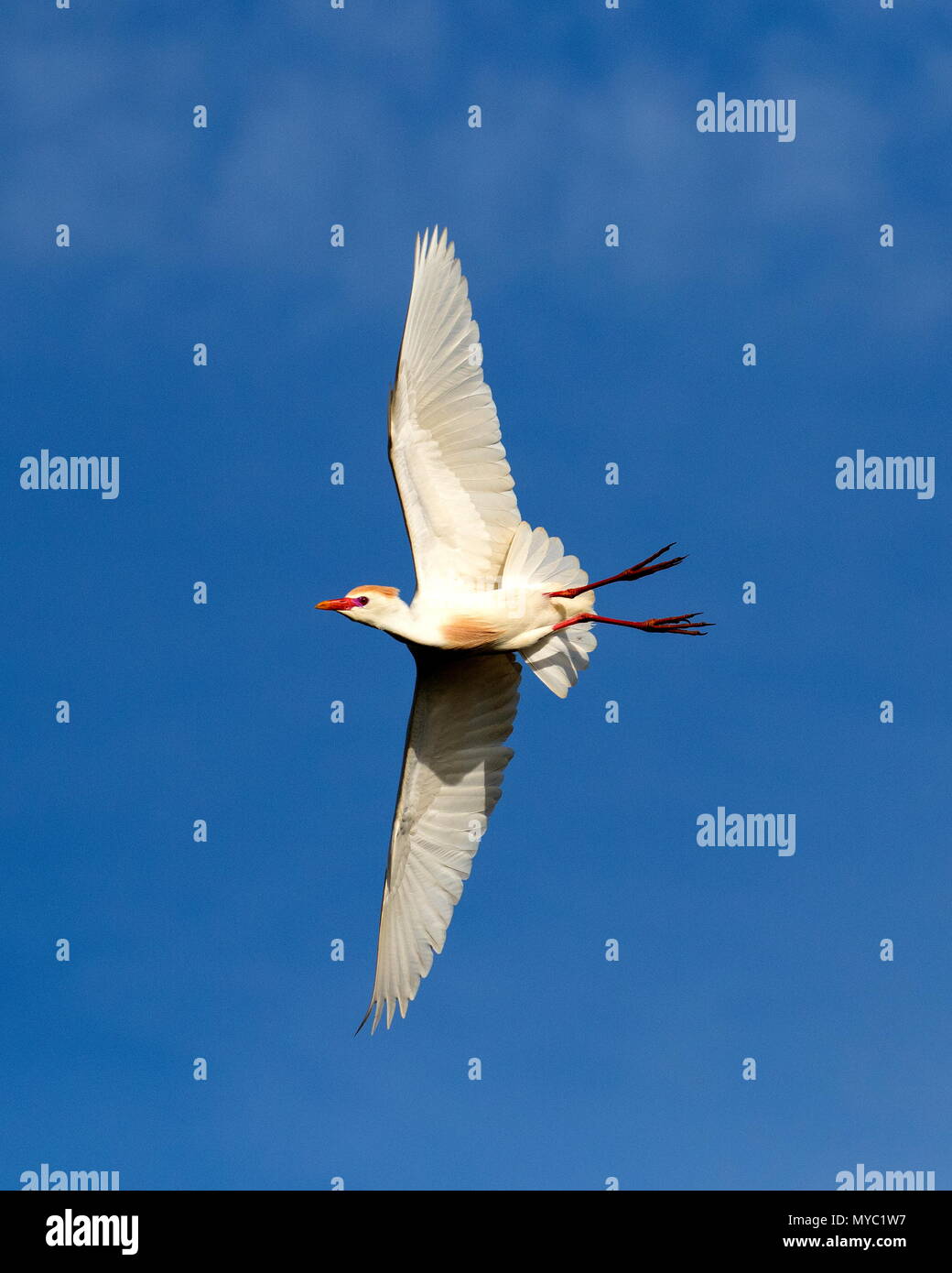 Ein kuhreiher, Bubulcus ibis, an einem rookery in der Brutzeit. Stockfoto