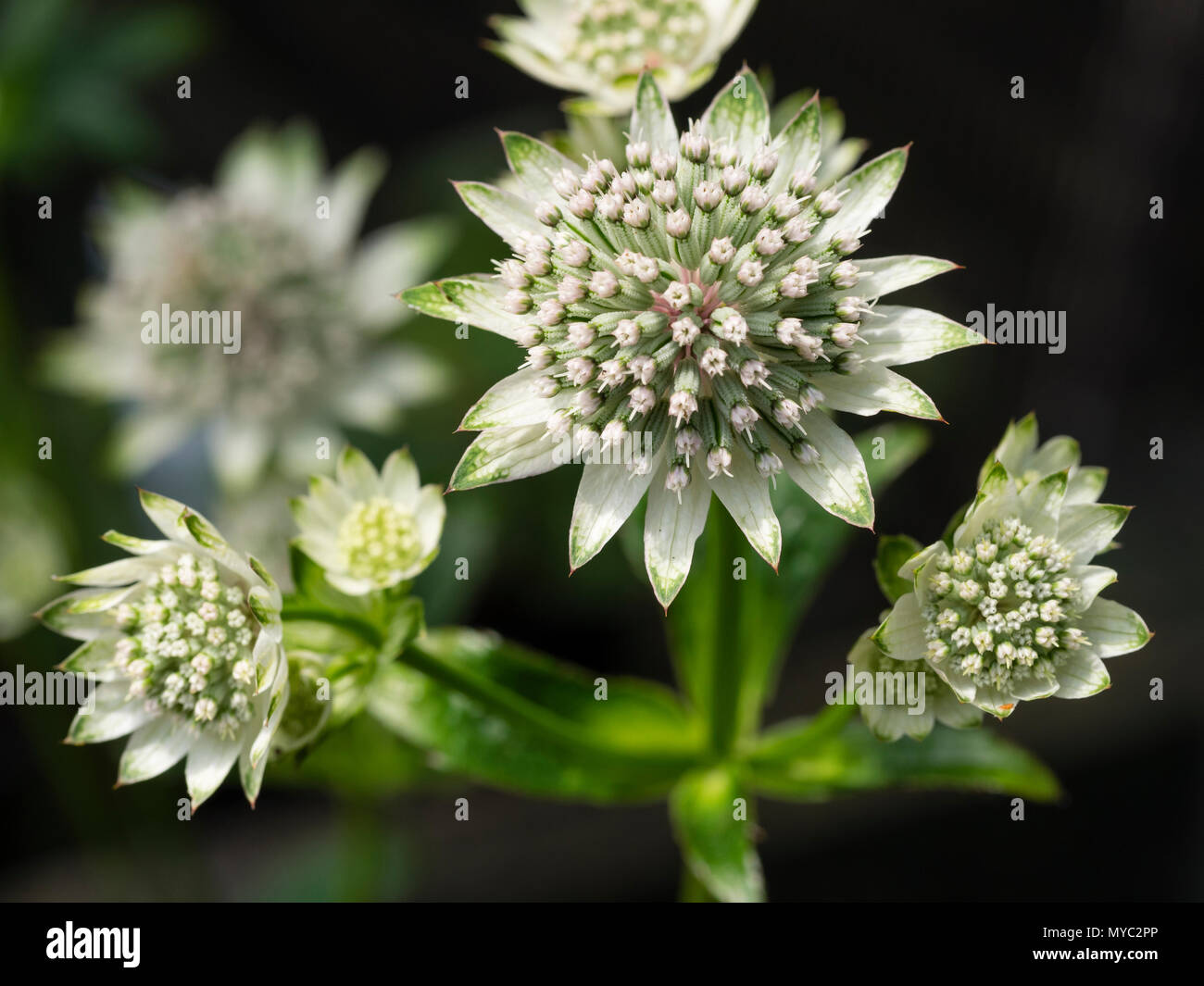 Grüne Spitzen weißen Hochblätter umfasse die Cluster von kleinen, individuellen Blumen des Sommers blühen Masterwort, Astrantia major tar von Milliarden' Stockfoto