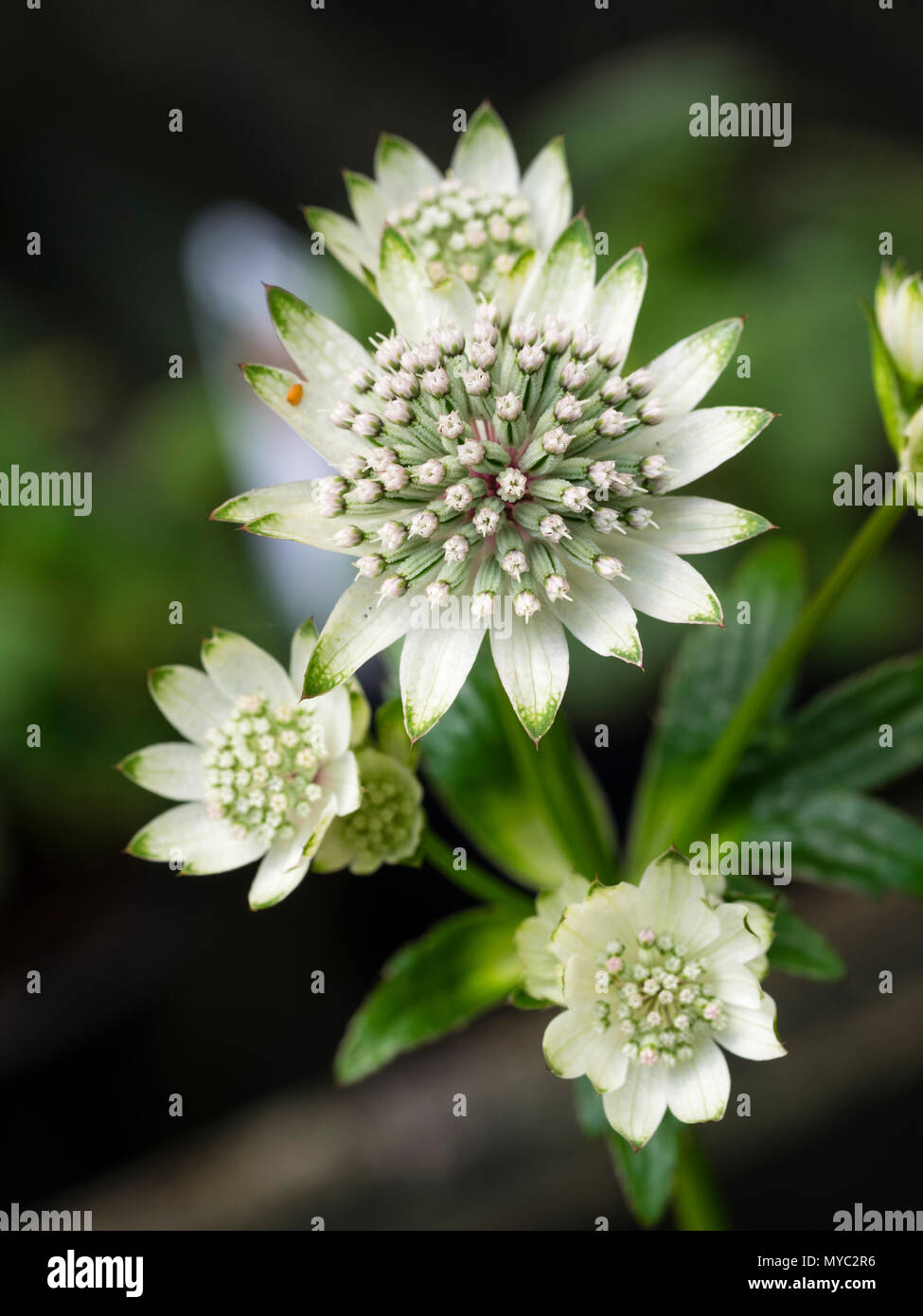 Grüne Spitzen weißen Hochblätter umfasse die Cluster von kleinen, individuellen Blumen des Sommers blühen Masterwort, Astrantia major tar von Milliarden' Stockfoto