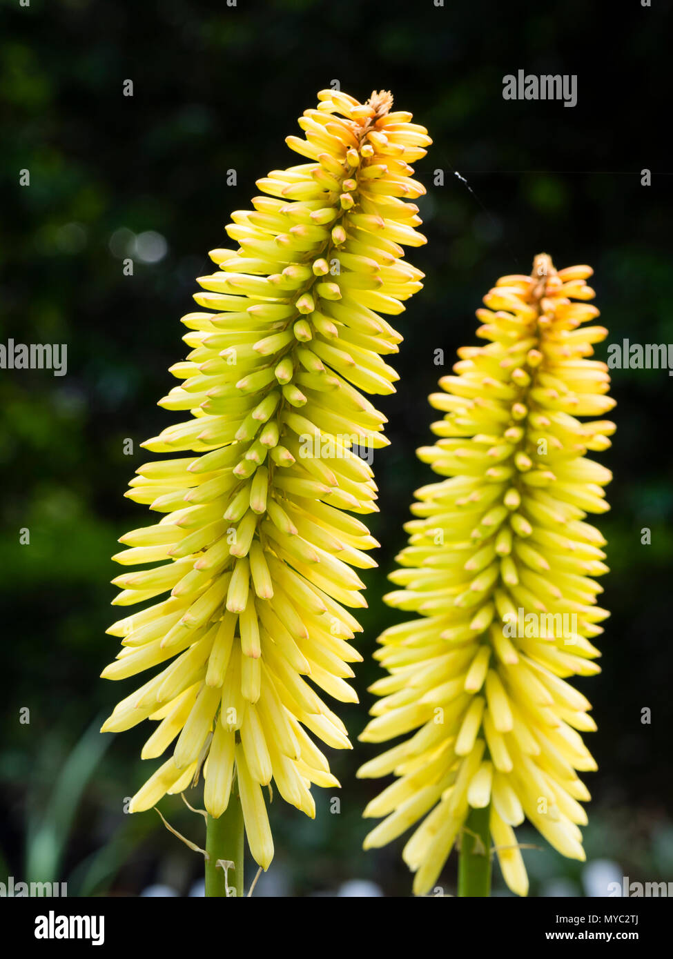 Große, Entwicklung von Spike mit grünlich-gelben Blüten sowie deren Knospen der Frommen, Sommer blühende Fackel Lily, Kniphofia 'Moonstone' Stockfoto