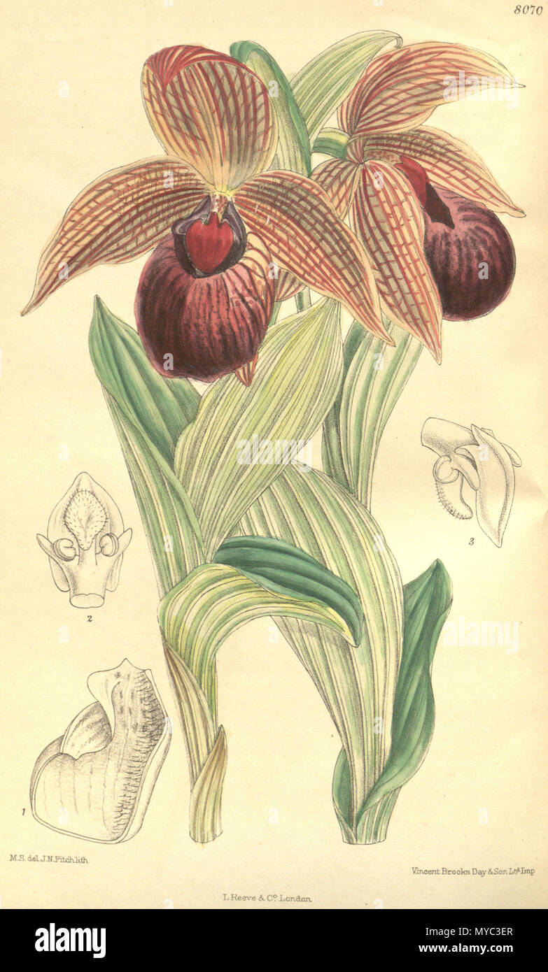 . Abbildung: Cypripedium tibeticum. 1906. M. S. del. (= Matilda Smith, 1854-1926), J. N. Fitch lith. (= John Nugent Fitch, 1840 - 1927) Beschreibung von R. A. Rolfe (1855-1921) 129 Cypripedium tibeticum Stockfoto