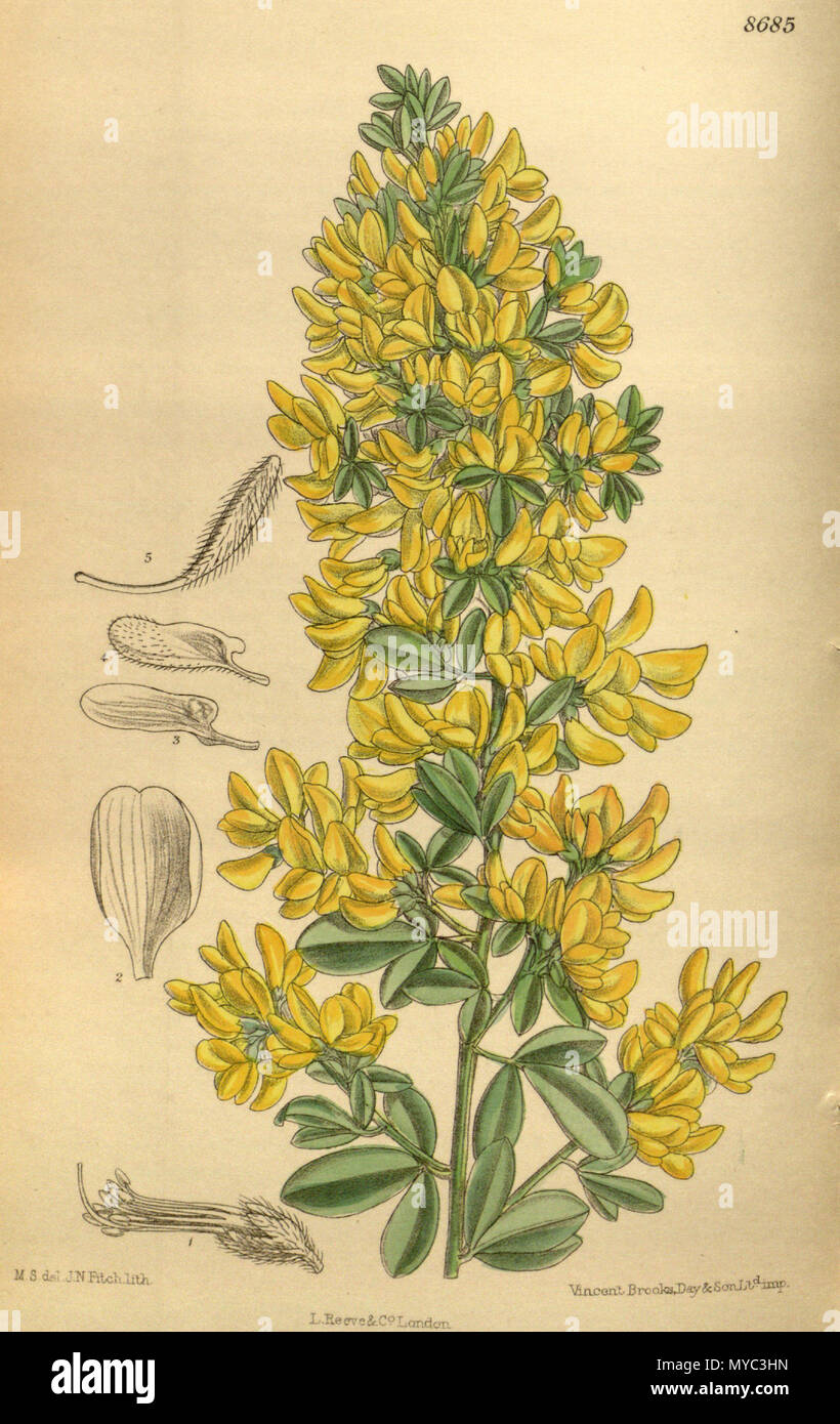 . Cytisus monspessulanus (=Genista monspessulana), Fabaceae, faboideae. 1916. M.S. Del., J. N. Fitch lith. 129 Cytisus monspessulanus 142-8685 Stockfoto