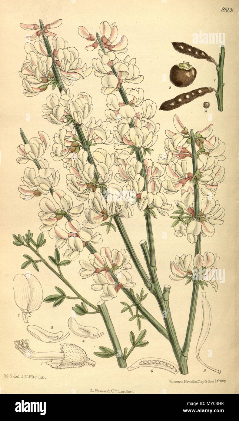 . Cytisus supranubius, Fabaceae, faboideae. 1913. M.S. del, J. N. Fitch, Lith. 129 Cytisus supranubius 139-8509 Stockfoto