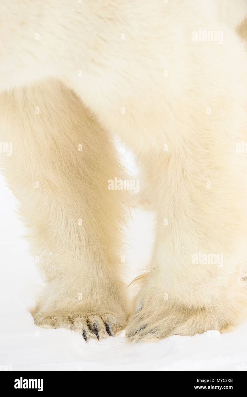 Eisbär (Ursus maritimus) Beine und Pfoten, Wapusk National Park, Cape Churchill, Manitoba, Kanada Stockfoto