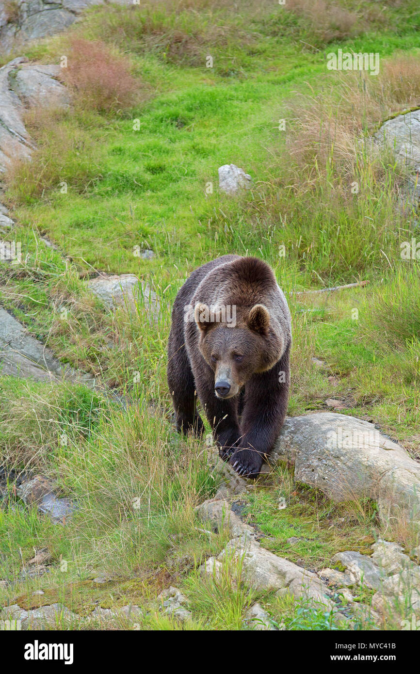 Braunbären in freier Wildbahn Stockfoto