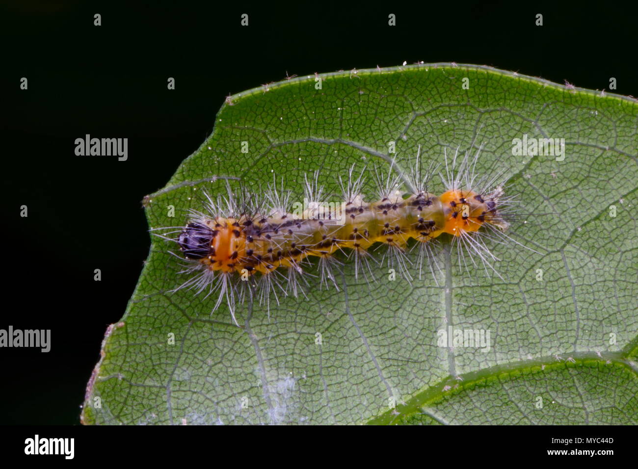 Ein tussock Motte caterpillar Arten kriechen auf ein Blatt. Stockfoto