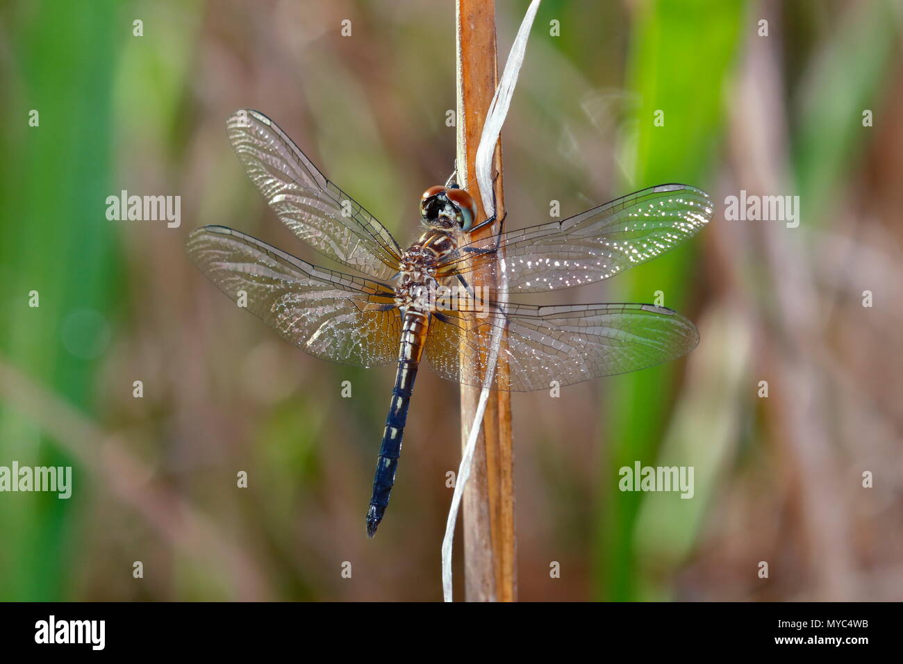 Ein kleines blaues Dragonlet weiblich, Erythrodiplax minuscula, auf einer Anlage. Stockfoto