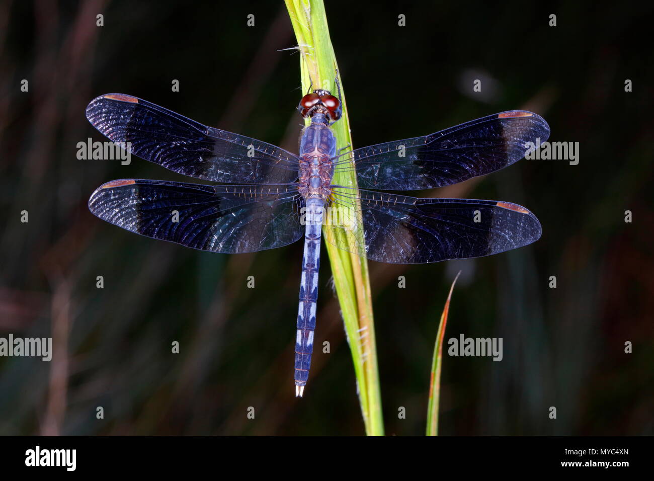 Ein Mann band - winged dragonlet, Erythrodiplax umbrata, auf einer Anlage. Stockfoto