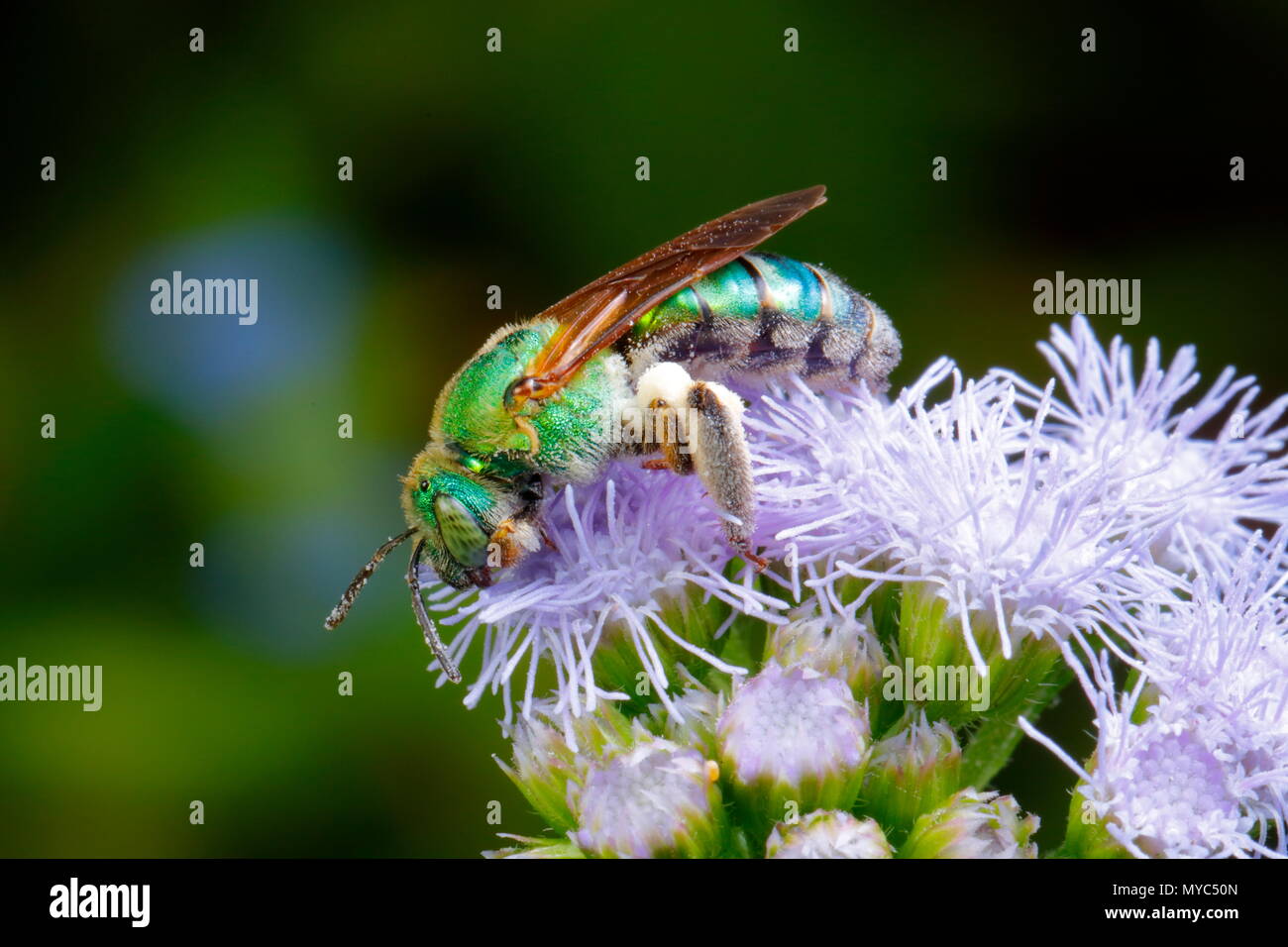 Schwitzen, Biene, Agaspostemon splendens, Fütterung auf lila Nebel Blume. Stockfoto