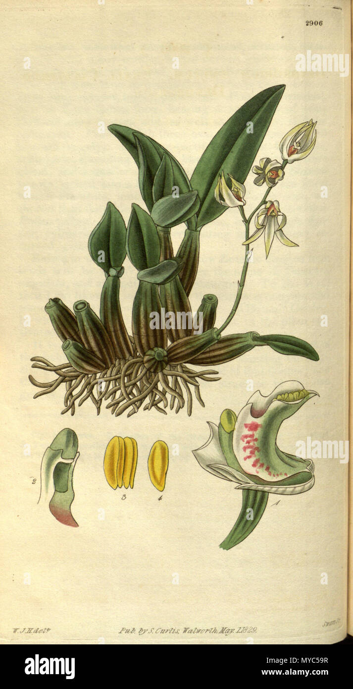 . Abbildung: Dendrobium aemulum. 1829. W. J. H. (= William Jackson Hooker) (1785-1865) Del., Swan sc. 136 Dendrobium aemulum - Curtis '56 (K.A. 3) pl. 2906 (1829) Stockfoto
