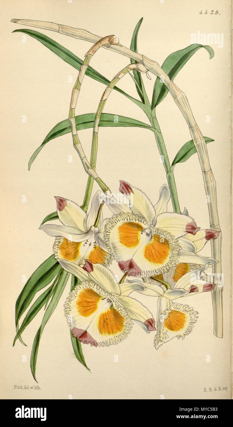 . Abbildung: Dendrobium devonianum. 1849. Walter Hood Fitch (1817-1892) del. et lith., Beschreibung von William Jackson Hooker) (1785-1865) 136 Dendrobium devonianum Stockfoto