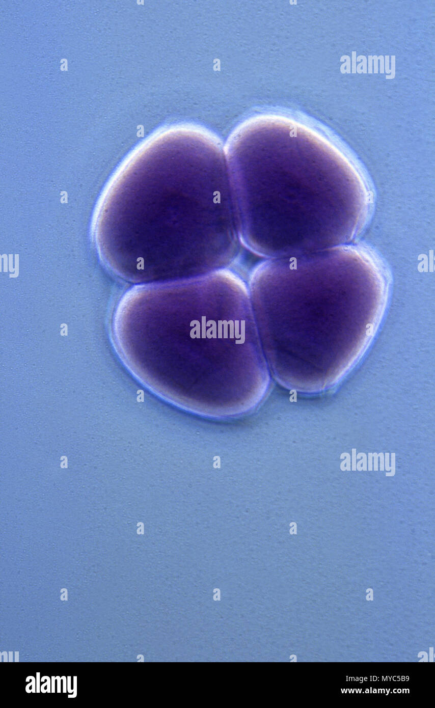 Blastomere Seestern Stockfoto