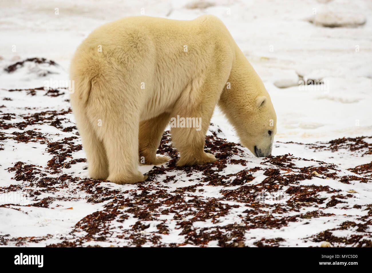 Eisbär (Ursus maritimus) Aushub Tag Bett in Seetang, Churchill Wildlife Management Area, Churchill, Manitoba, Kanada Stockfoto
